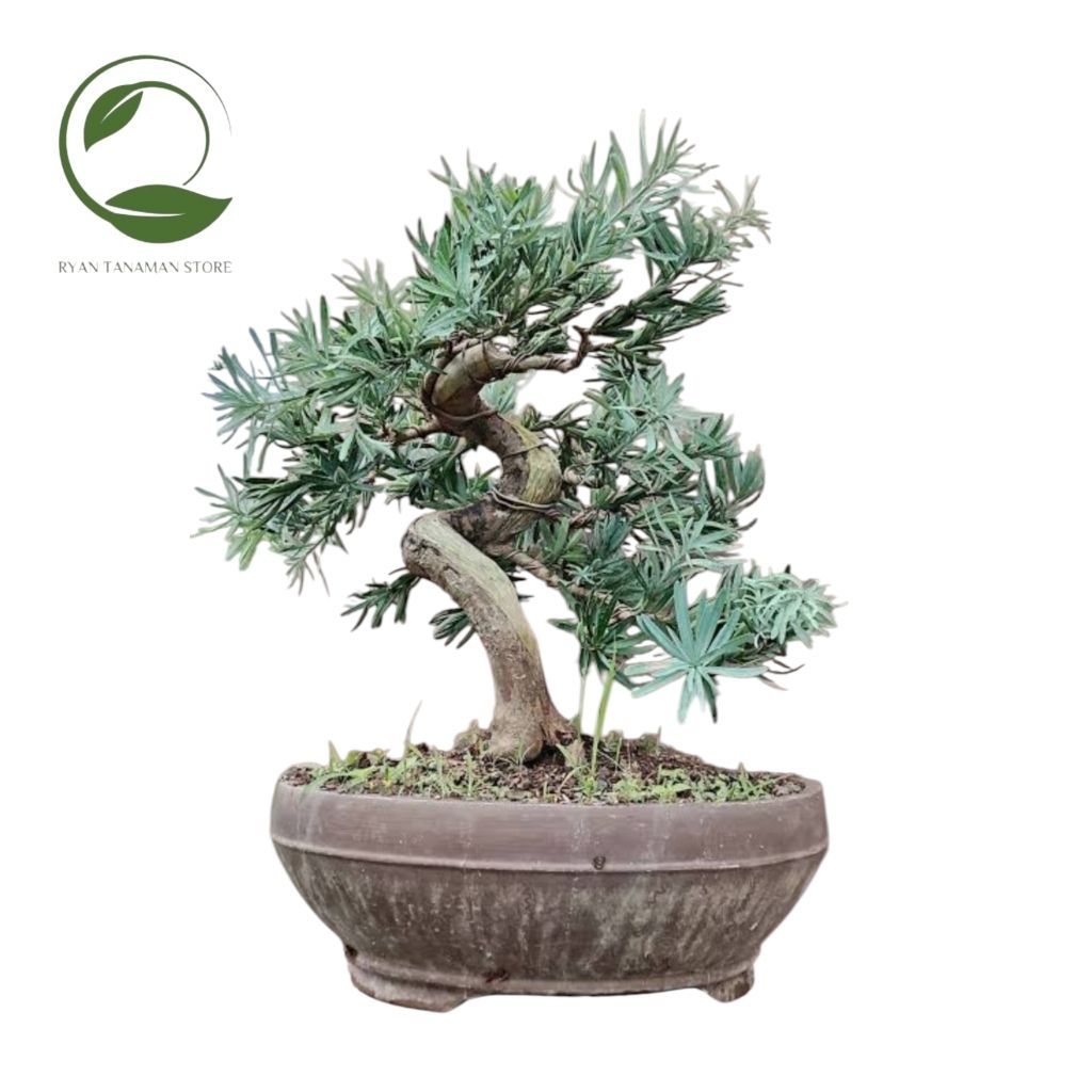 Bonsai Lohangsung Blue Ice - Bahan Bonsai Lohangsung Blue Ice - Tanaman Koleksi