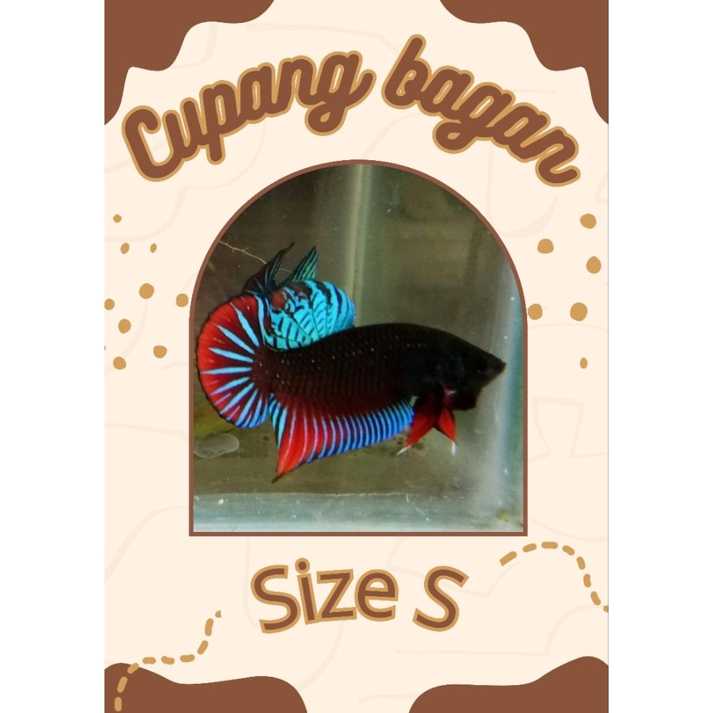 CUPANG GALAK Bagan Aduan
