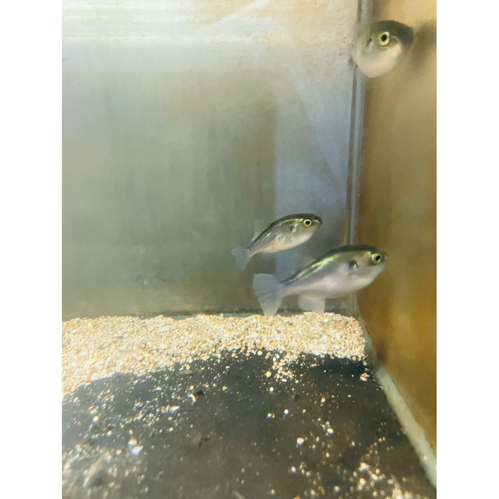 ikan avocado puffer fish (buntal alpukat) size 5-6cm