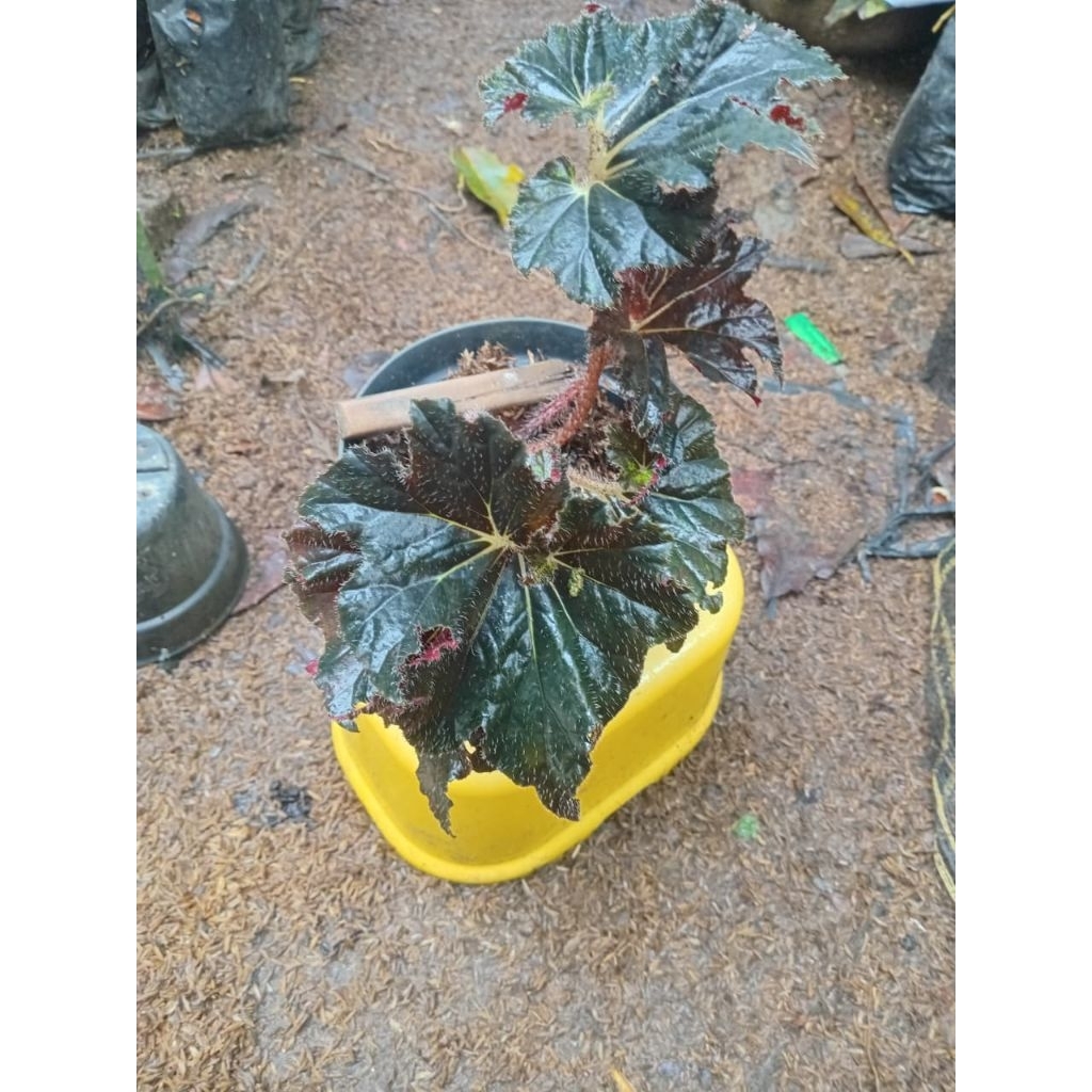 Begonia Keong Hitam