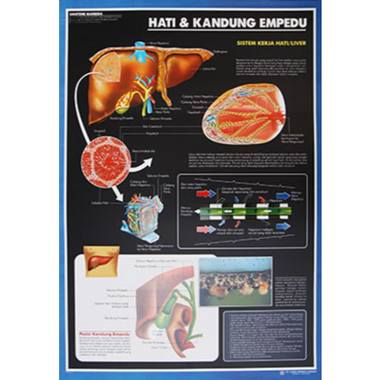 Poster Hati dan Kandung Empedu / Anatomi Manusia / Organ Tubuh Manusia