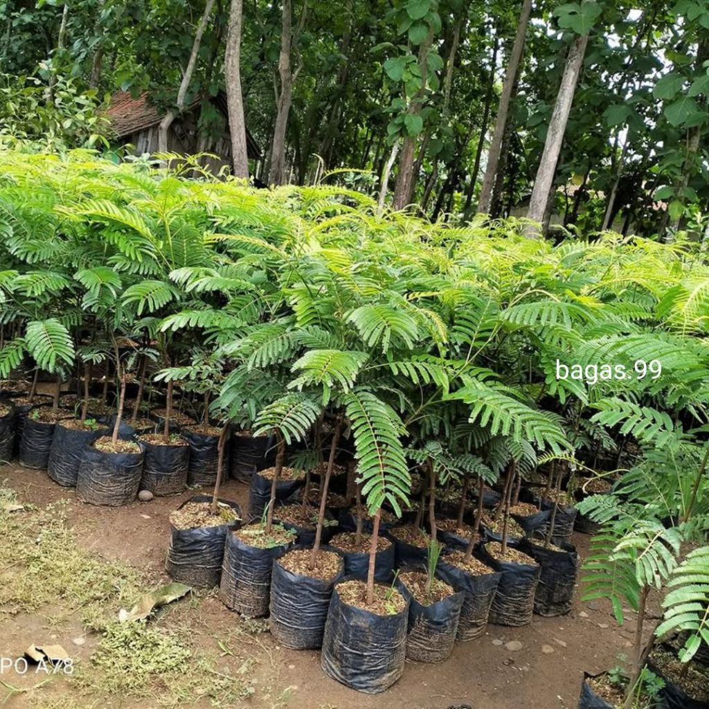 BIBIT PETAI HIBRIDA OKULASI UNGGULAN BERKUALITAS CEPAT BERBUAH