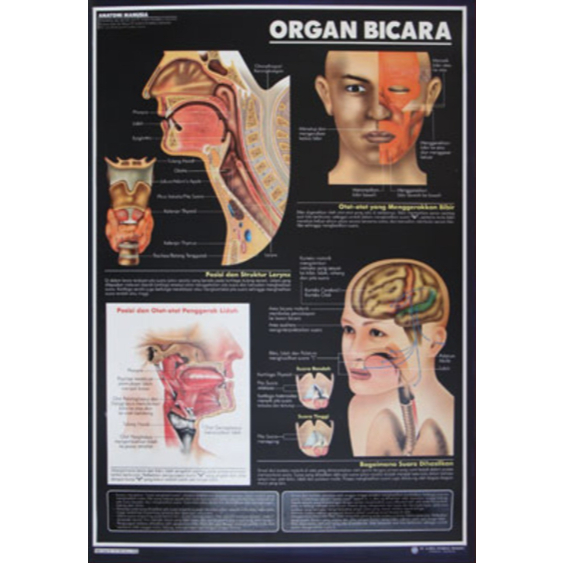 Poster Organ Bicara / Anatomi Manusia / Organ Tubuh Manusia