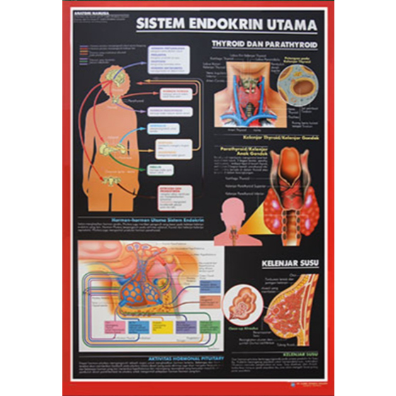 Poster Sistem Endokrin Utama / Anatomi Manusia / Organ Tubuh Manusia