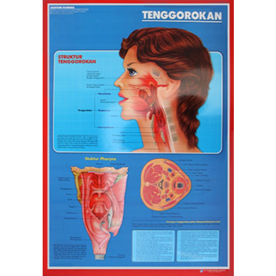 Poster Tenggorokan / Anatomi Manusia / Organ Tubuh Manusia