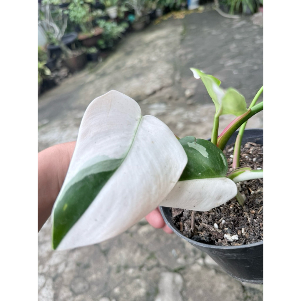 Philodendron white princess