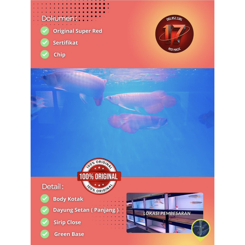Arwana Super Red 29cm - 30cm | Genetik Induk Merah| SERTI dan CHIP Asli dan Lengkap GARANSI 100%