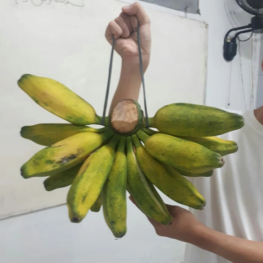 Pisang Kepok Jumbo Kalimantan Fresh 1 Sisir
