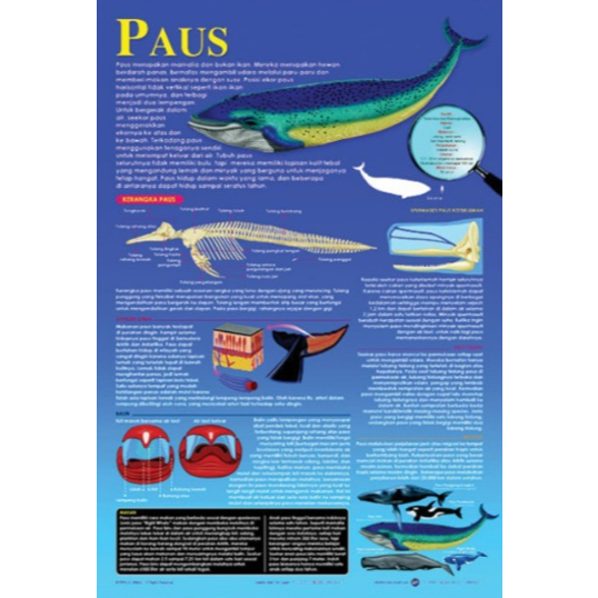 Poster Paus / Anatomi Hewan