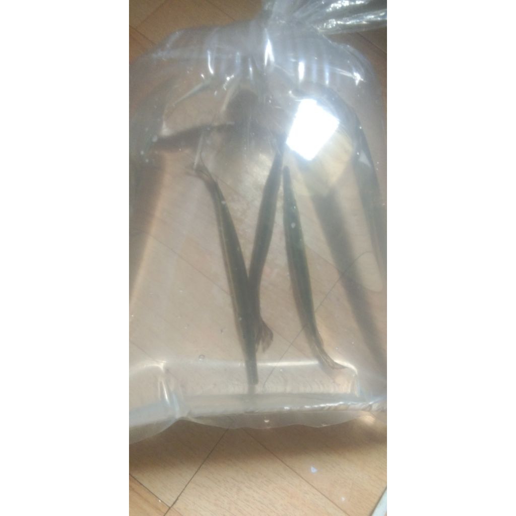 FLORIDA GAR UKURAN 10-12 CM