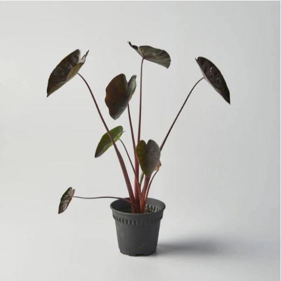 Tanaman Hias Keladi Hitam Colocasia Black Magic Asli – Daun Ungu Gelap Elegan