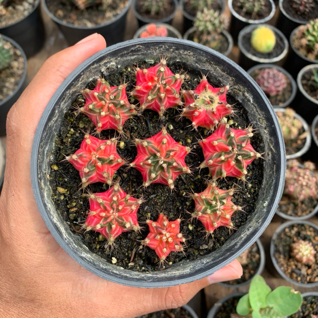 Kaktus gymno T31115 x SF varigata joss