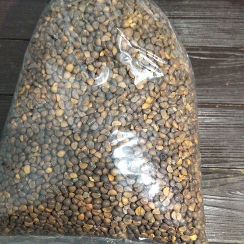 Bibit kangkung cabut lokal