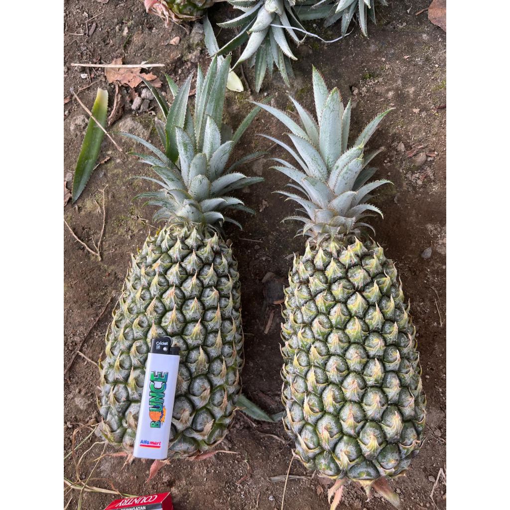 nanas madu gunung kelud