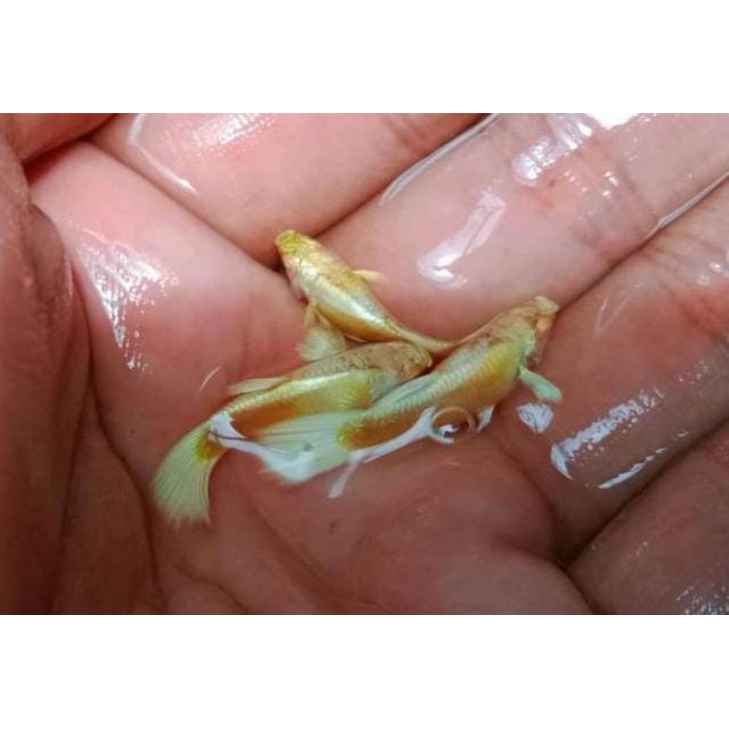 Hiasan Akuarium Guppy Albino Full Gold