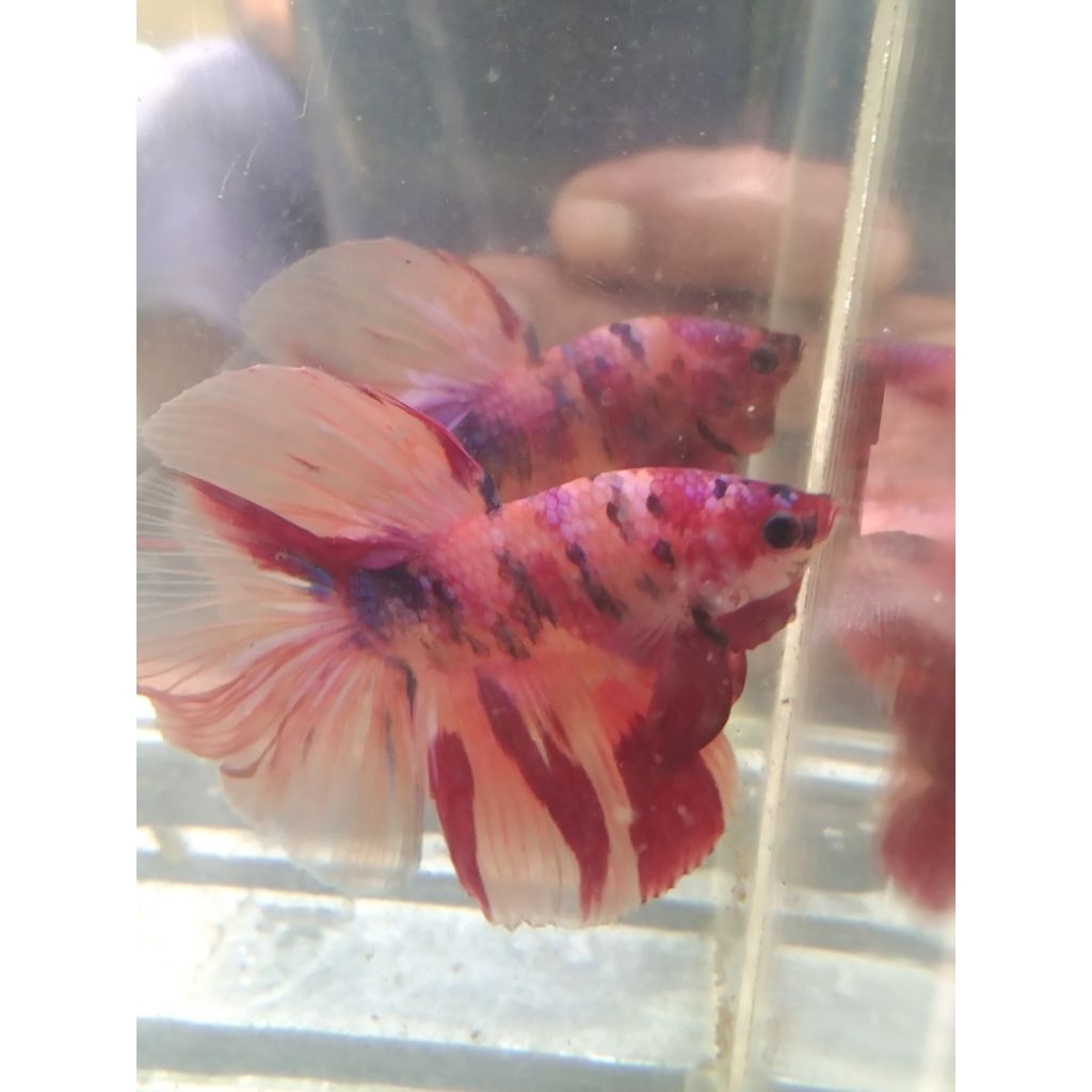 cupang HM multi size M