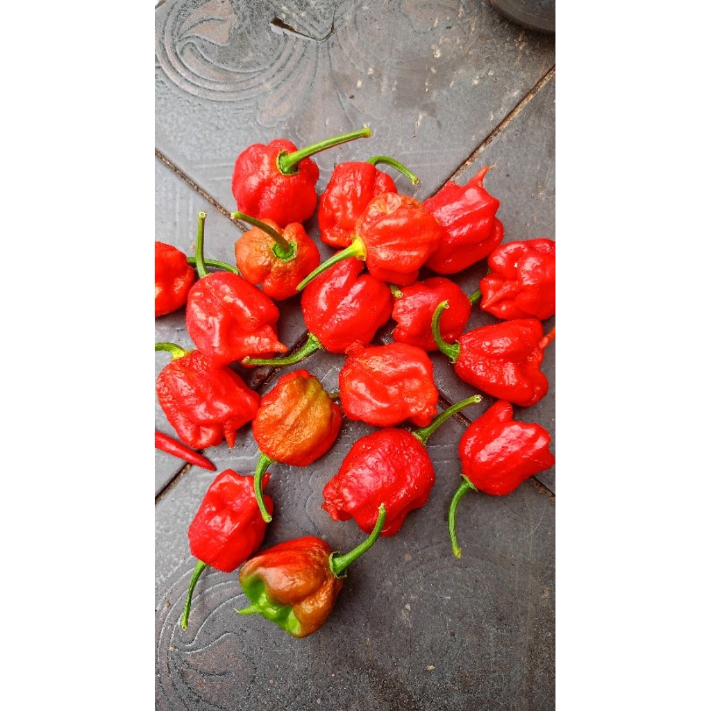Biji / Benih Cabe Carolina Reaper
