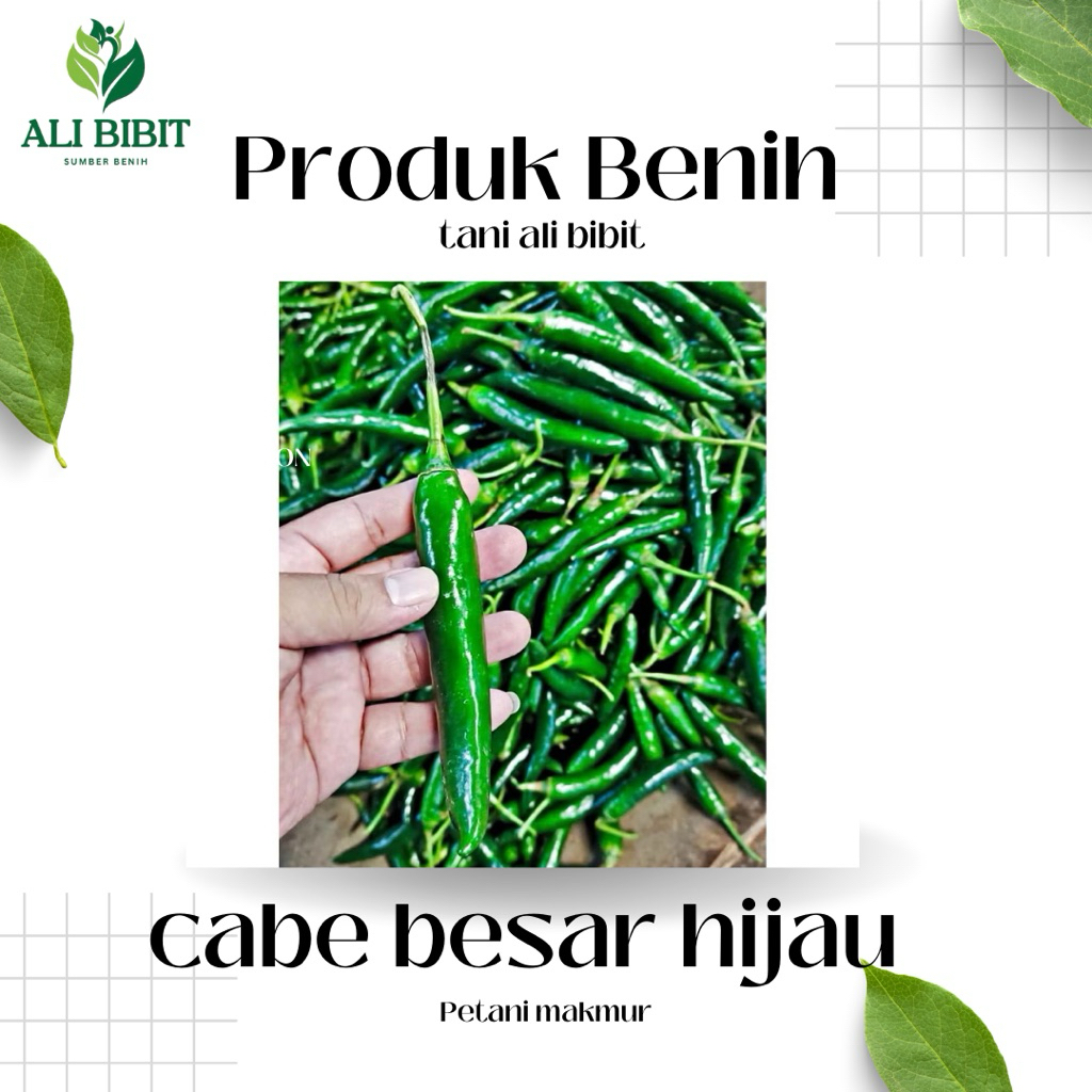 100 Gram > Biji Cabe Besar Hijau >Bibit Benih Cabe