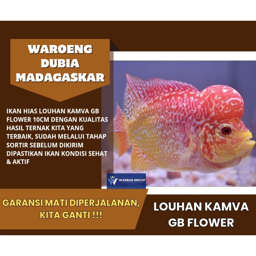 Ikan hias louhan kamva gb flower 10cm+ KUALITAS GRADE A ( GARANSI )