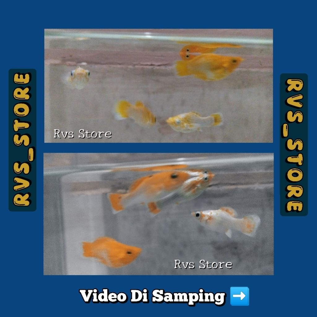 Ikan Molly Grade A (Paket 5 Ekor) Mix - Lemonhead, Gold, Sakura (Stok Sesuai Foto & Video). Dijamin 