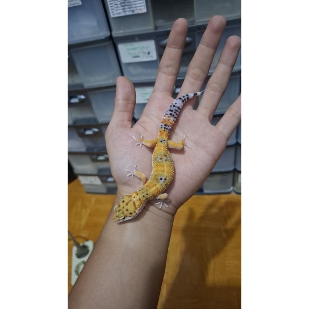 Leopard Gecko Female - Hypo Tangerine - Usia Juve Sehat Mulus Cakep