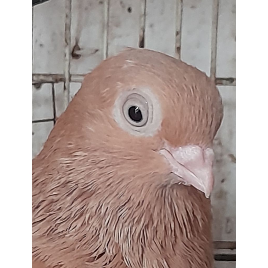 BURUNG MERPATI HIAS WINA JANTAN SATUAN "burung sesuai foto video"