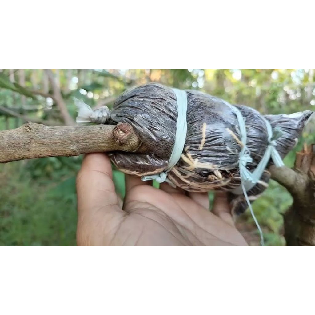 BIBIT CANGKOK KELENGKENG SUPER UNGGUL