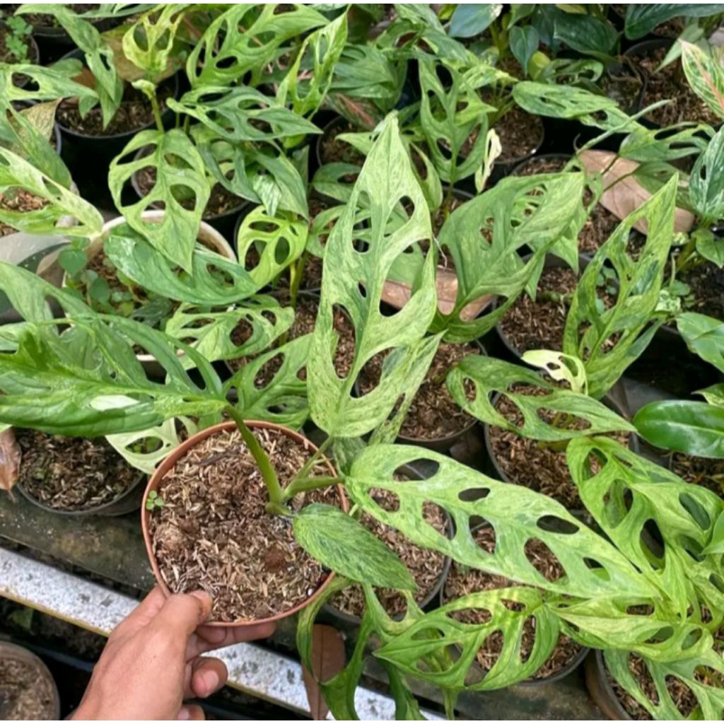 monstera janbol varigata -tanamanhias monstera janda bolong varigataDaun