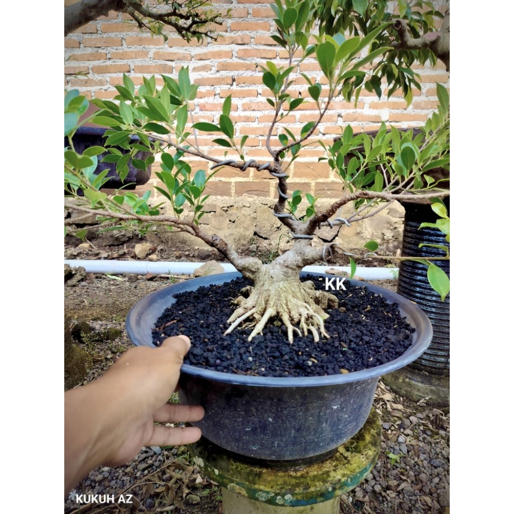 bahan bonsai Kimeng prokar smol