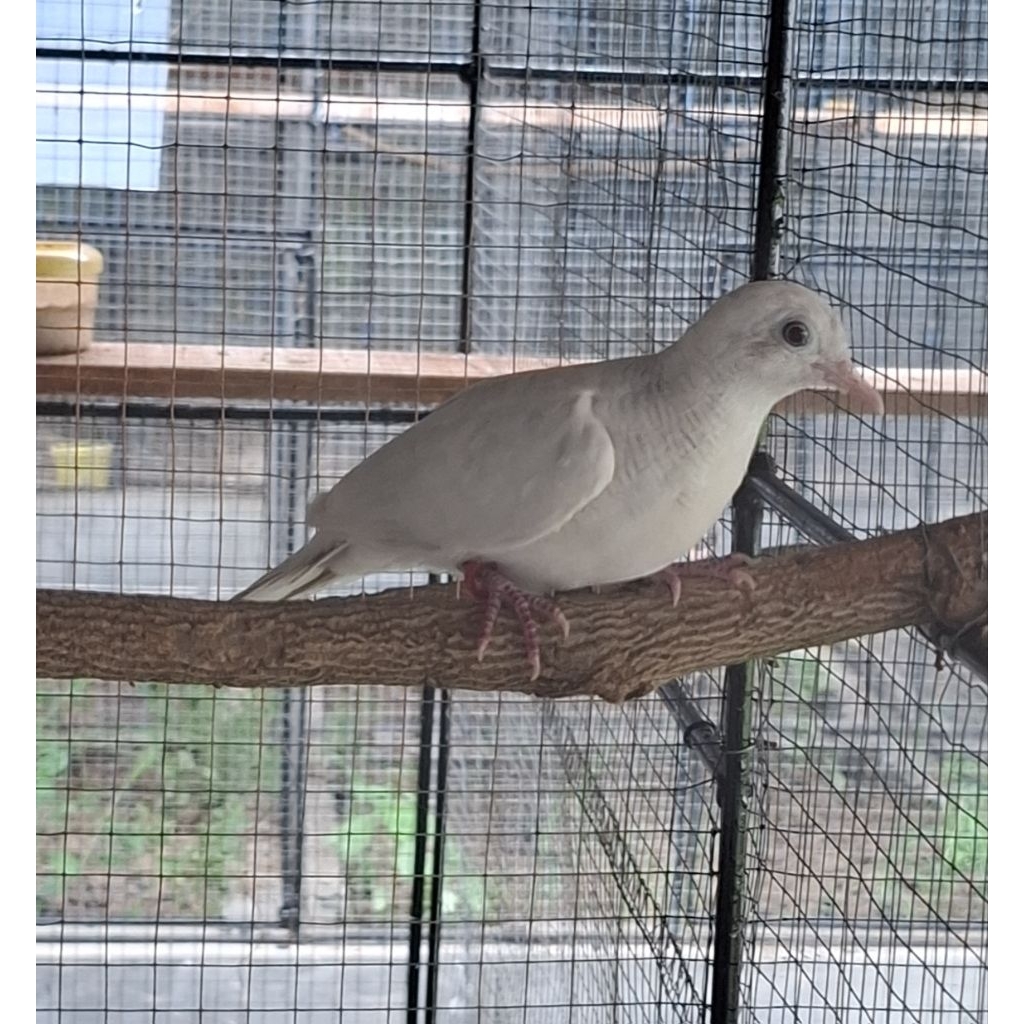 Perkutut Putih Lurik Dewasa