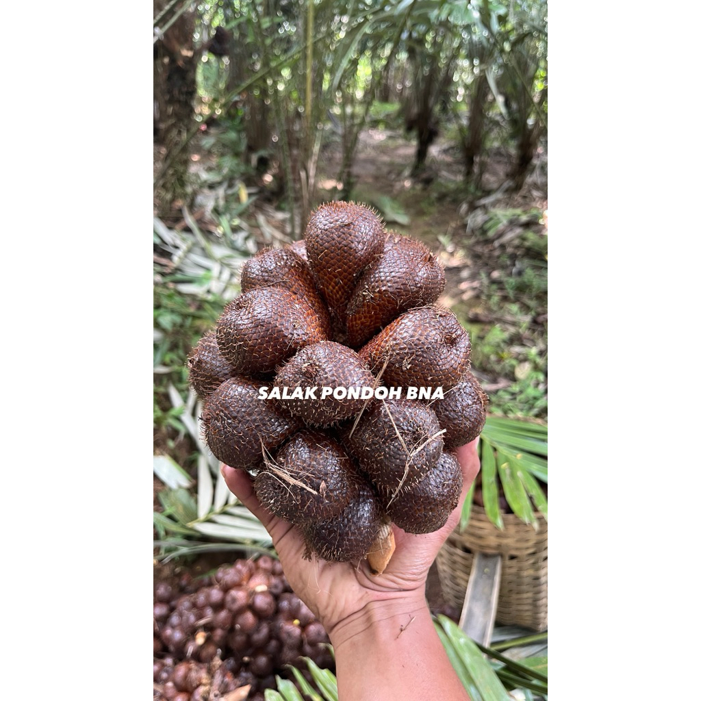 Salak Pondoh Buah Salak Fresh Pondoh 1 kg isi 20-25 Biji Asli Banjarnegara Manis Grade ABC