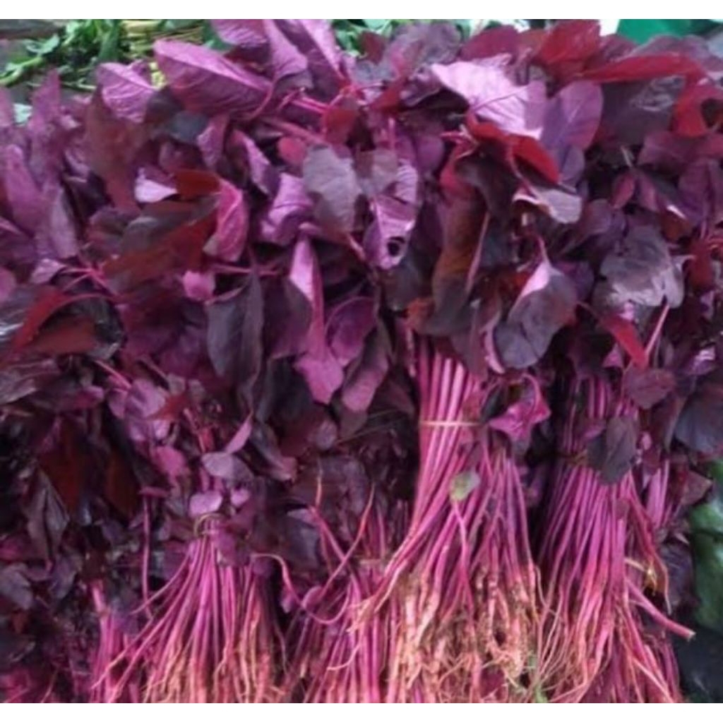 biji/benih bayam merah (5000 butir)