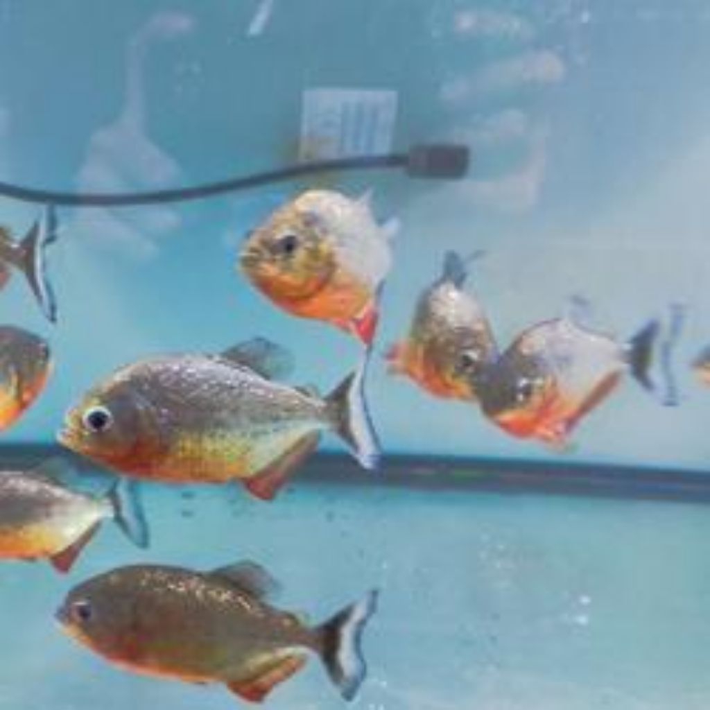 ikan pir*nha RBP isi 10