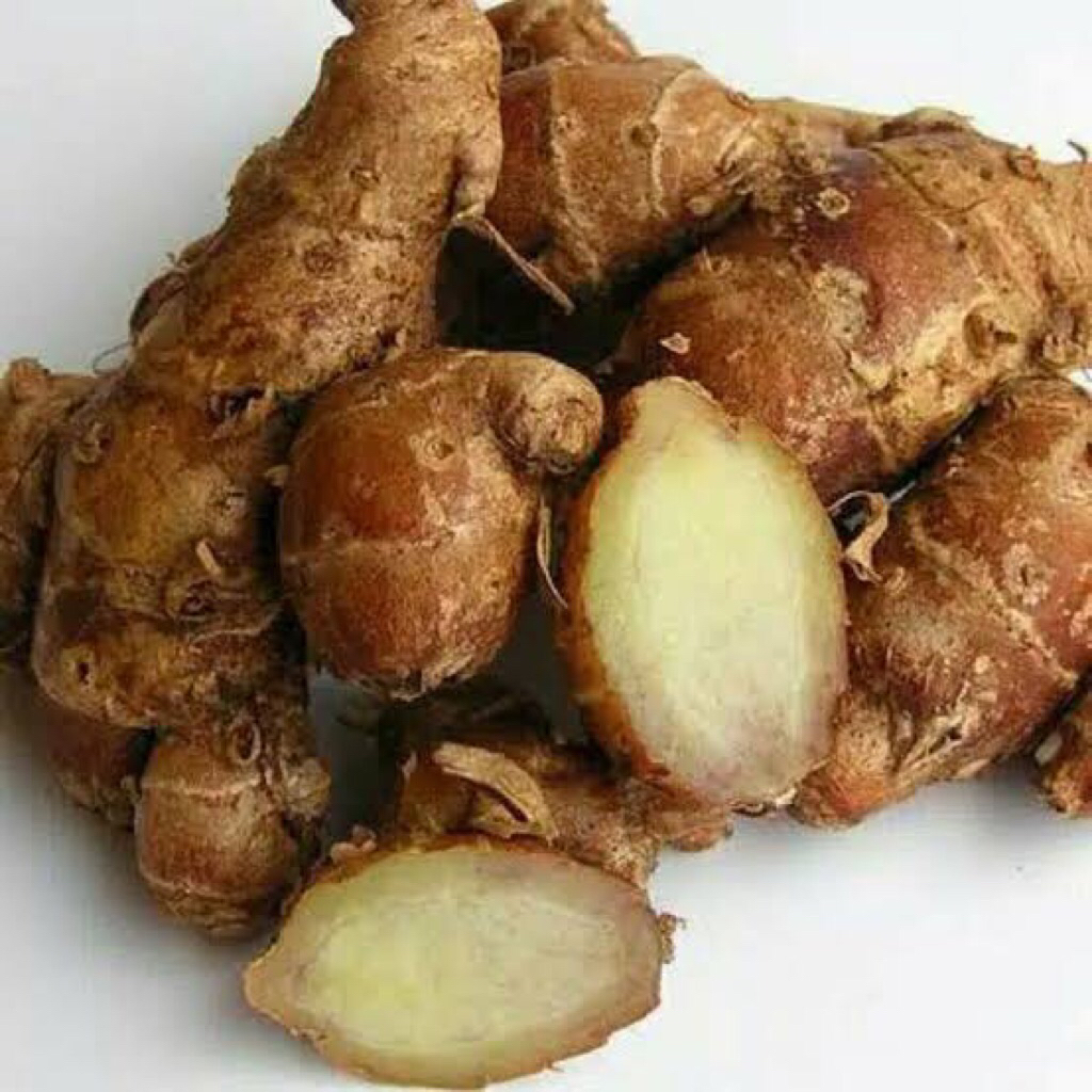 Kencur segar Kencur besar Rimpang aromatik Rempah Ecer dan grosir