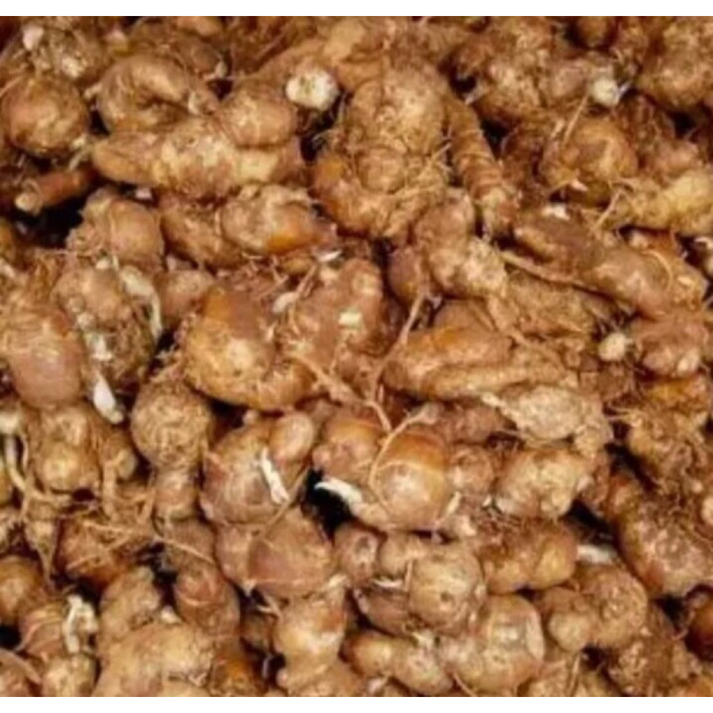 Kencur segar | Kencur kecil | Rimpang aromatik | Rempah | Ecer dan grosir