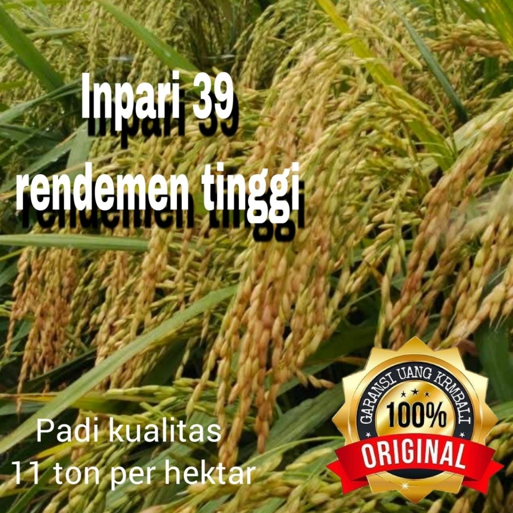 benih padi unggul Inpari 39 kemasan 5kg