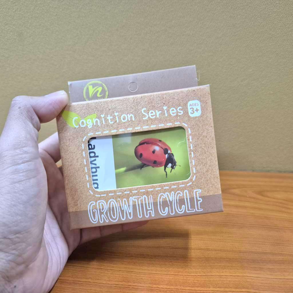 Siklus hidup hewan Ladybug kumbang kepik dengan Flash Card Animal Figure Life Cycle Mainan edukasi b
