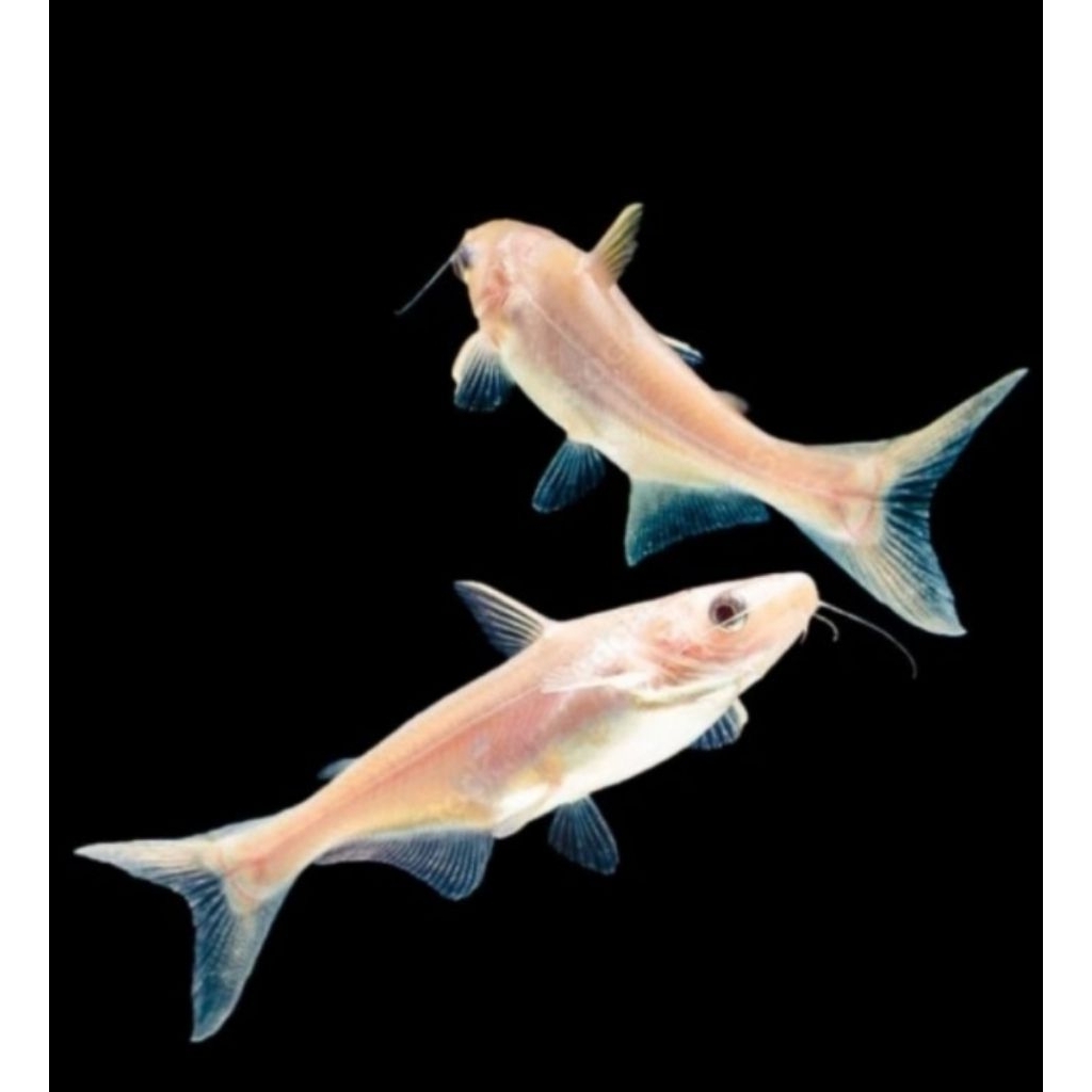 Hiasan Aquarium Patin Albino Size 12-13 cm Hiasan Akuarium |Ikan Hias Bozz Louhan Pekanbaru|
