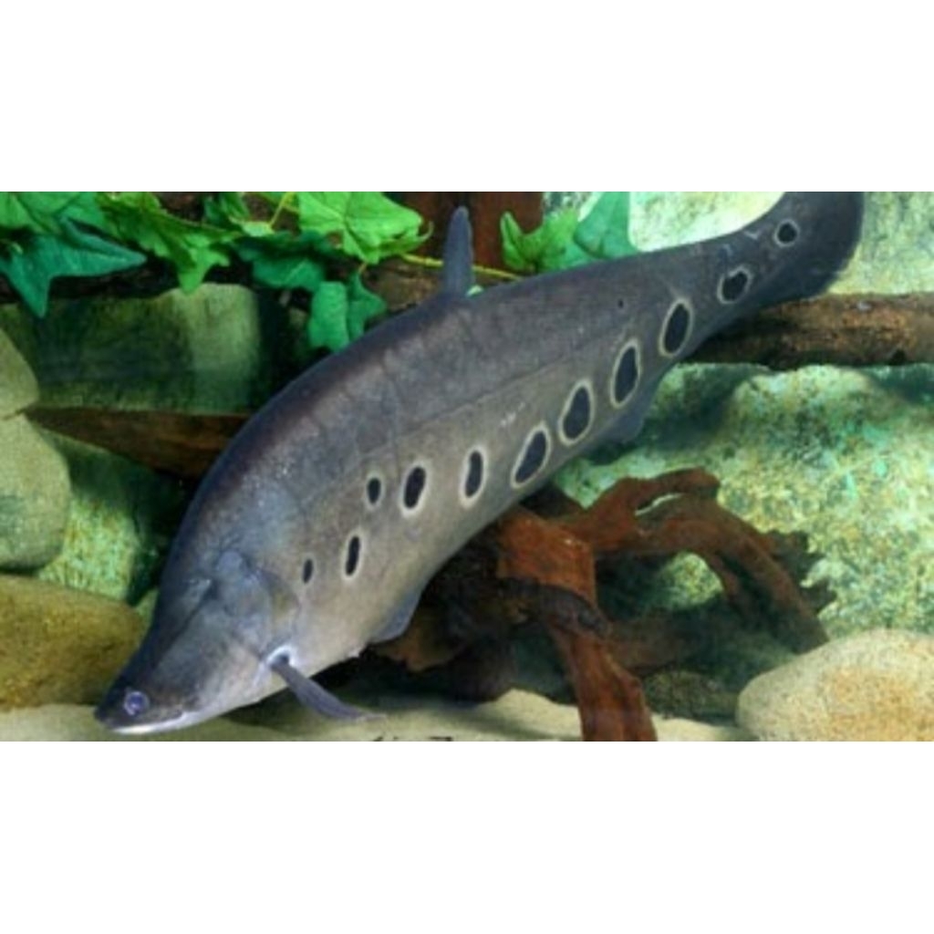 Hiasan Aquarium BLD Bangkok Size 10-12 cm |Ikan Hias Bozz Louhan Pekanbaru|