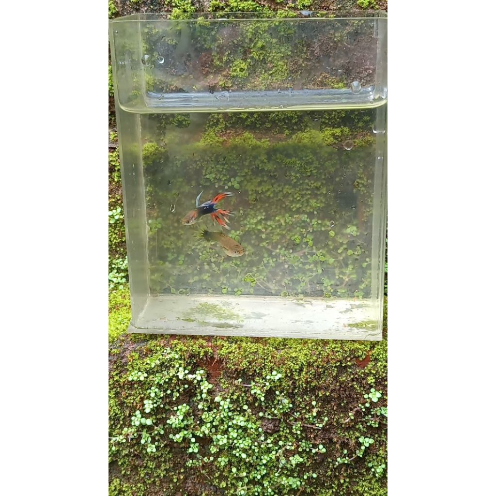 Ikan Guppy | Crowntail Sepasang | HIASAN Aquascape | Sehat Aktif | HIASAN Akuarium