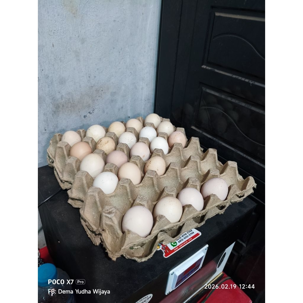 Telur Tetas Telur Fertil Ayam Kampung Kub2