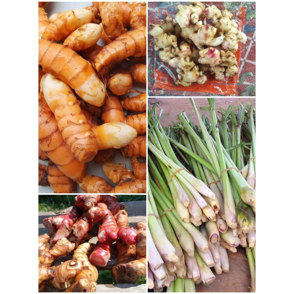Paket hemat kunyit gajah, sereh, jahe gajah, lengkuas merah, 1kg segar