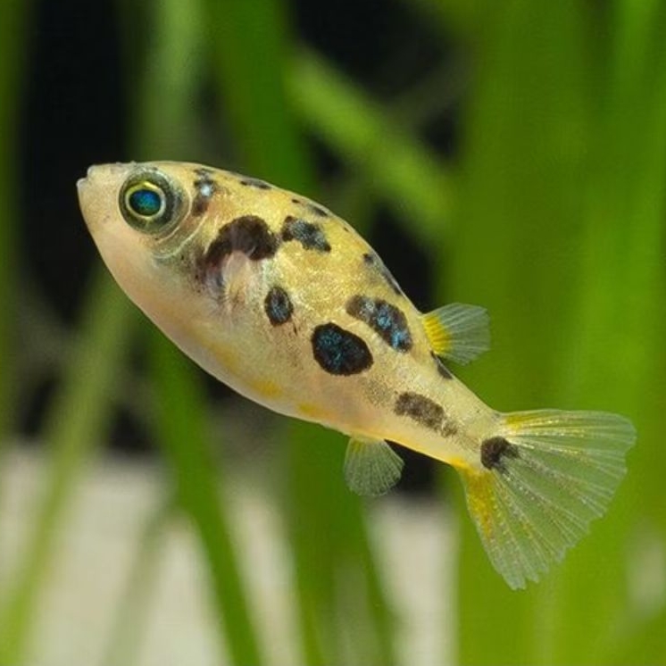 ikan buntal mini - dwarf puffer asli air tawar