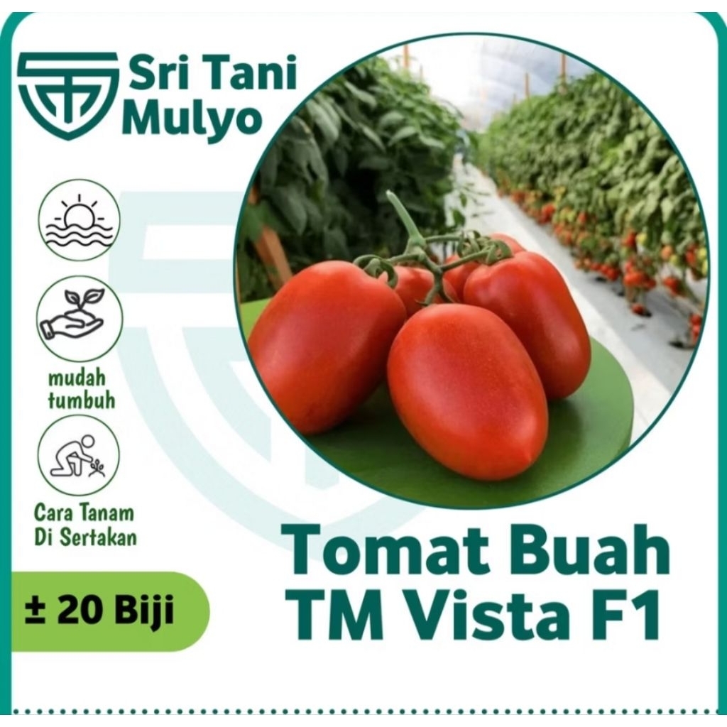 20 Biji - Benih Tomat Buah - TM VISTA Buah Lebat, Daging Tebal, Bibit Sayuran, Benih Sayuran