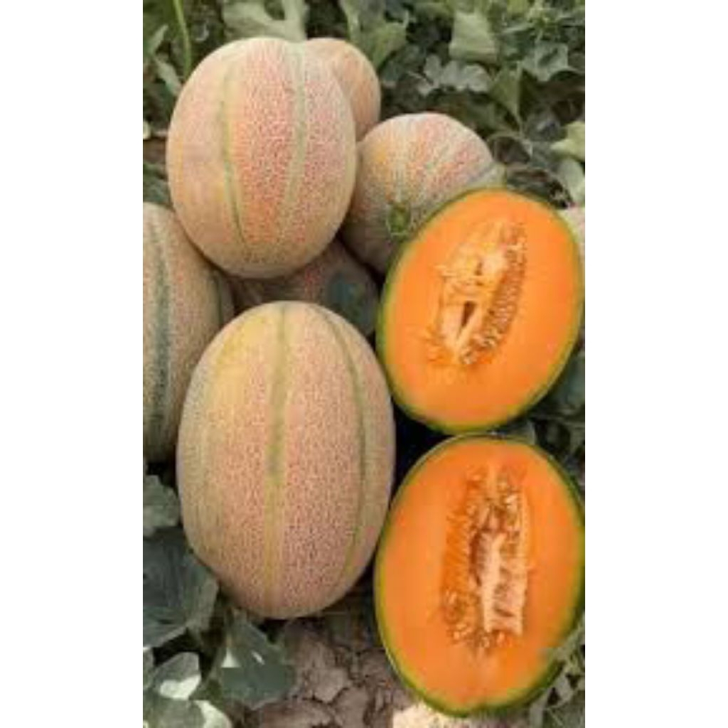 biji/benih melon cantaloupe (5 butir)