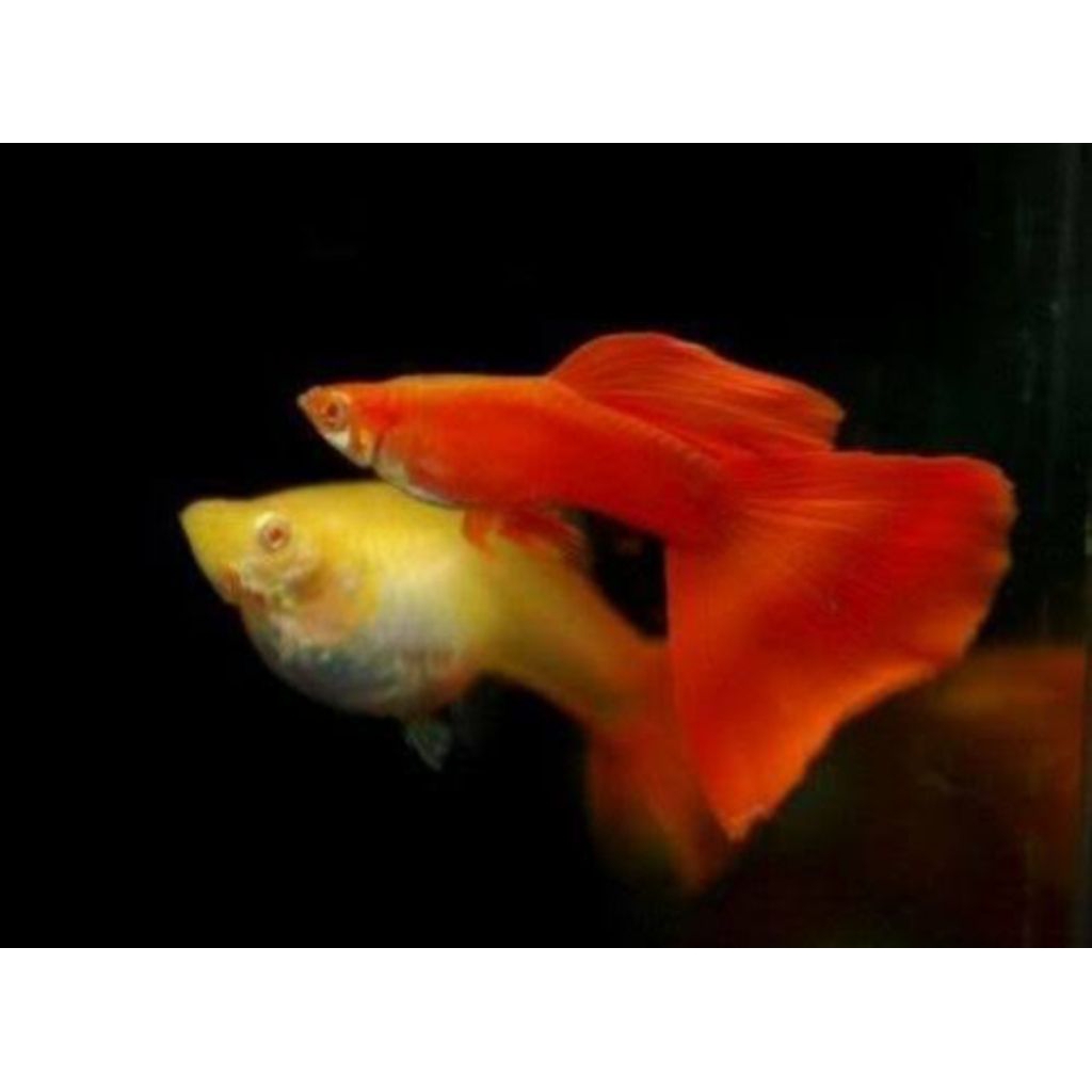 Ikan Guppy AFR Albino Full Red - Hiasan Aquarium Elegan satu pasang