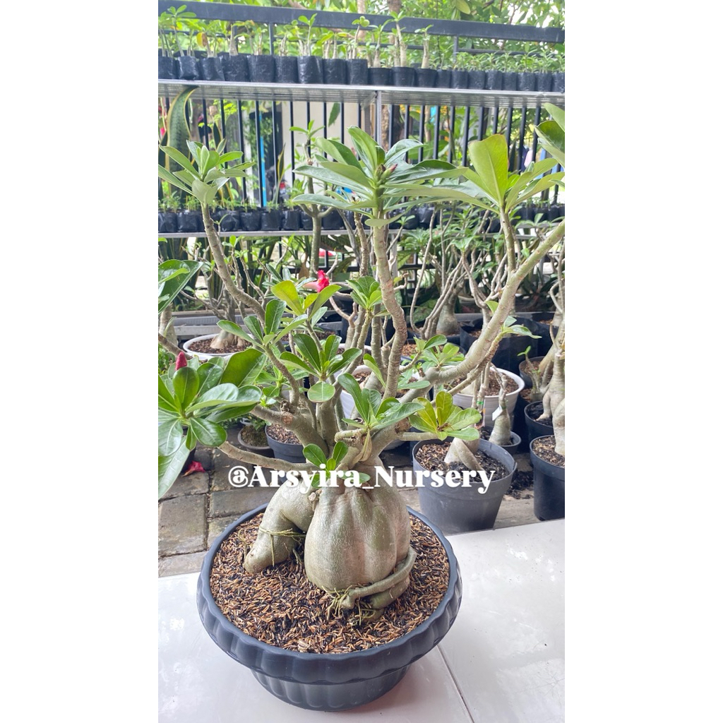 Adenium Bonggol Besar + media tanam + pot