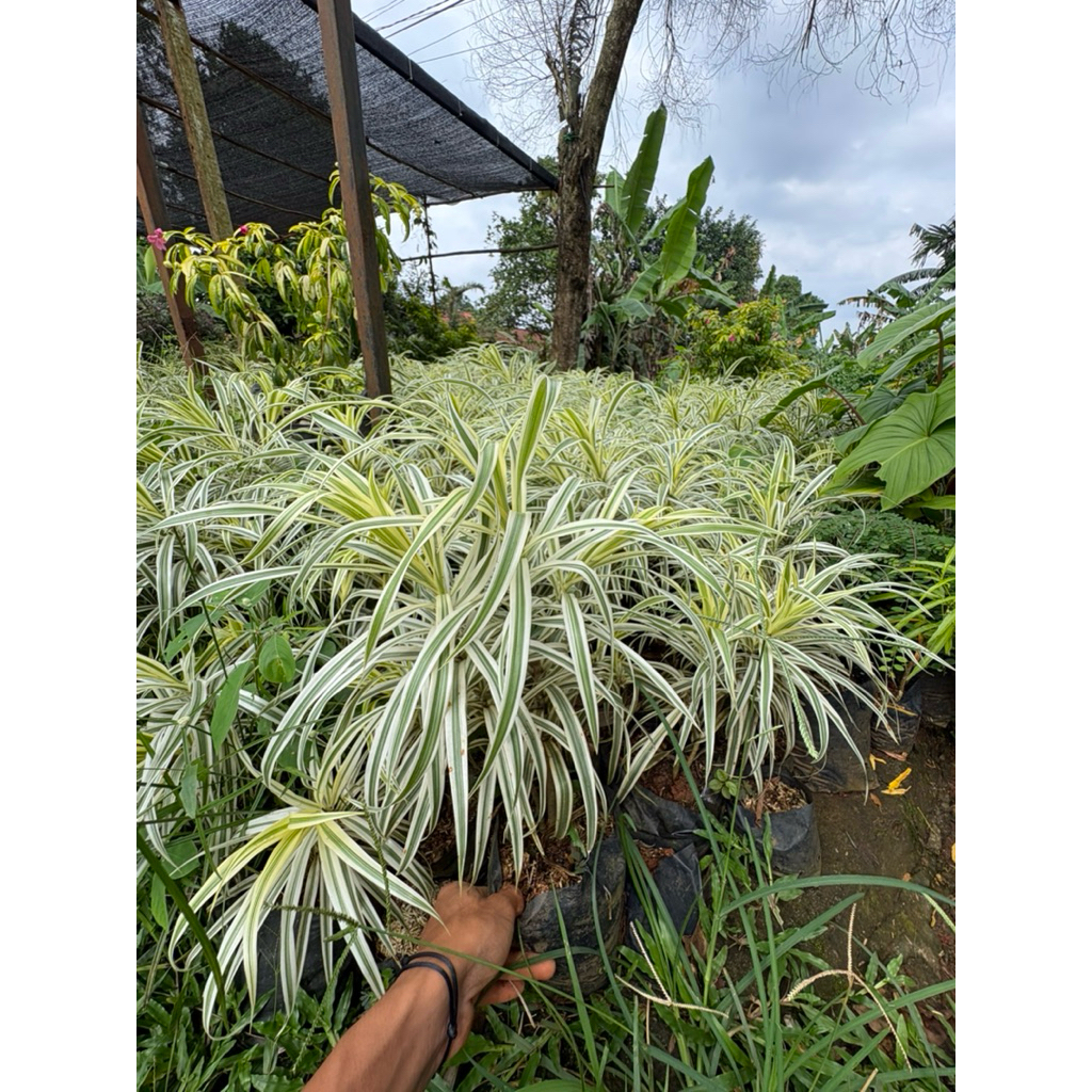 tanaman suji belut putih