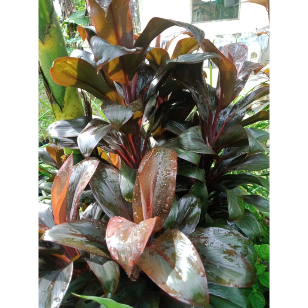 bibit hanjuang/andong mini/kemoceng