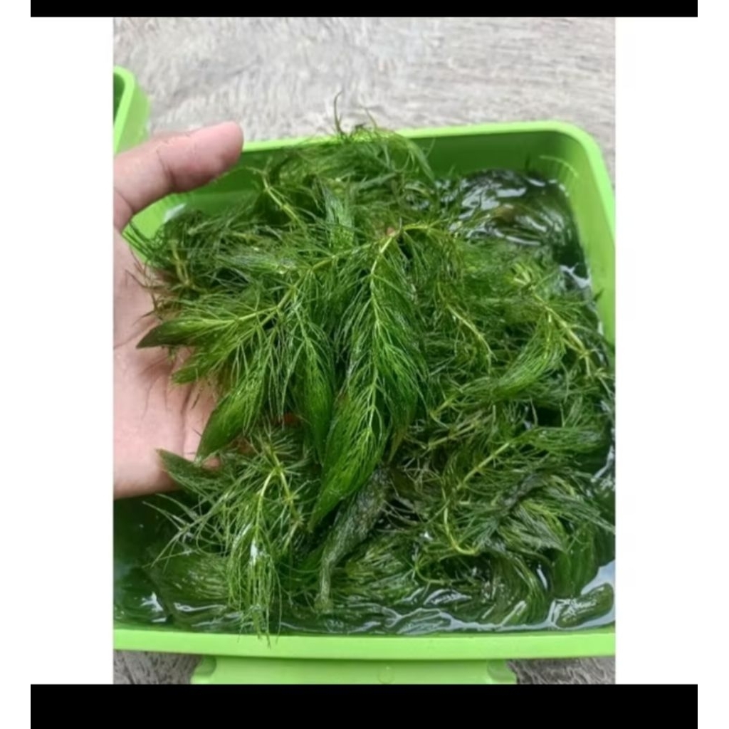 GANGGANG HIJAU SEGAR/TANAMAN AIR/AQUASCAPE PE KANTONG